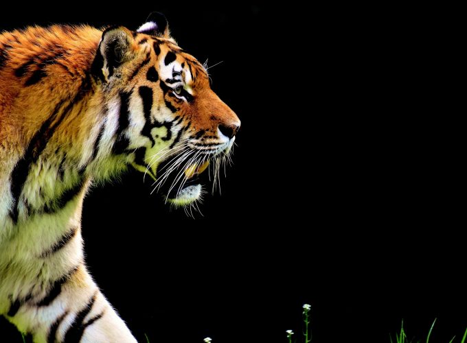Wallpaper tiger, 4k, Animals 8712912140
